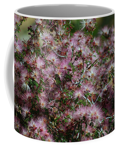 Desert-pink-powder-puff-blooms-white- Pink-wishes-landscape Desert Coffee Mug featuring the photograph Powder Puff Wishes by Gene Taylor