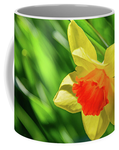 Daffodils Coffee Mug featuring the photograph Precocious Daffodil by Marcy Wielfaert