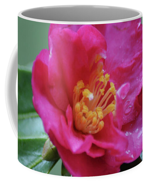 Flower Coffee Mug featuring the photograph Pretty in Pink Camellia Flower After a Rain by Gaby Ethington