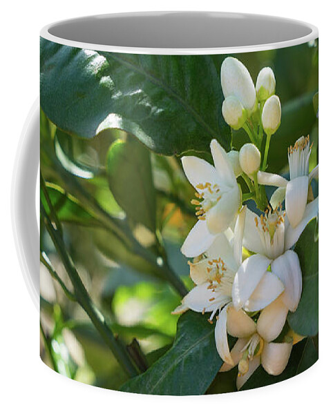 Orange Blossom Coffee Mug featuring the photograph Pretty white orange blossoms and green leaves by Adriana Mueller