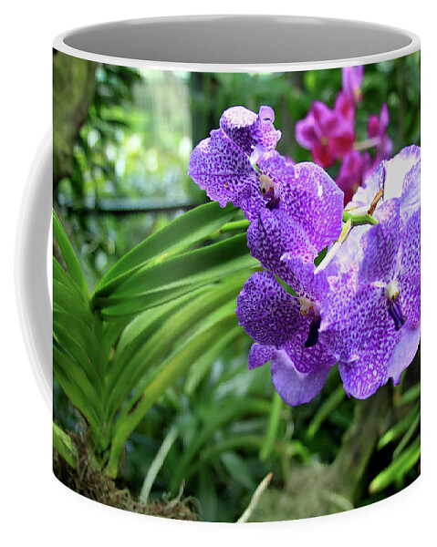 Ascocenda Coffee Mug featuring the photograph Princess Mikasa Blue Orchid by Tanya Owens