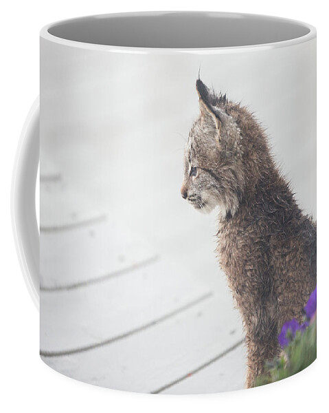 Lynx Coffee Mug featuring the photograph Profile In Kitten by Tim Newton