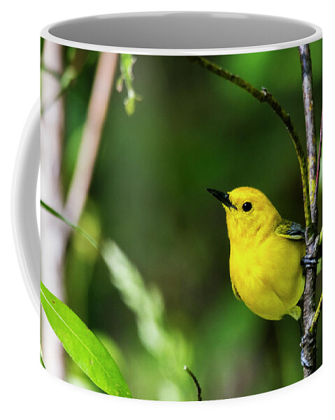 Prothonotary Warbler Coffee Mug featuring the photograph Prothonatary Warbler 4 by Bob Decker