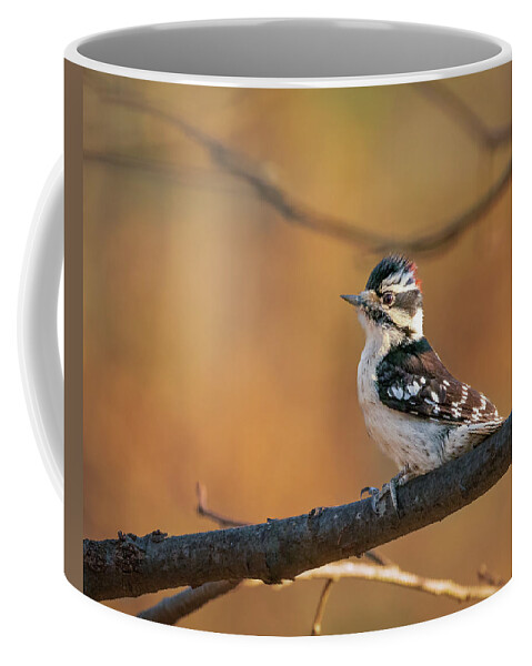 Nature Coffee Mug featuring the photograph Proud Downy Woodpecker by Kristia Adams