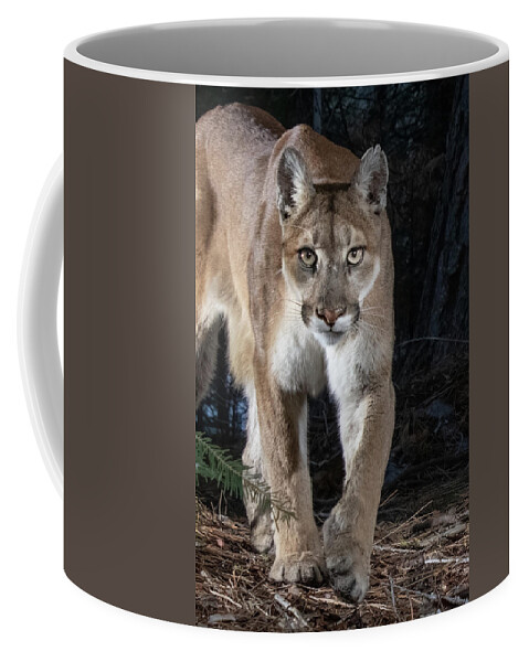 Puma Coffee Mug featuring the photograph Puma Concolor by Randy Robbins