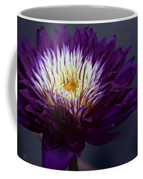 Water Lily Coffee Mug featuring the photograph Purple Beauty by Mingming Jiang