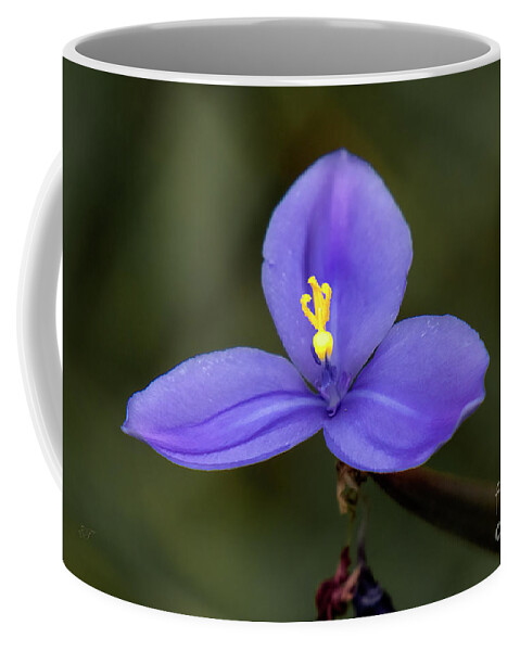 Australia Coffee Mug featuring the photograph Purple Flag - Patersonia Occidentalis 2 by Elaine Teague