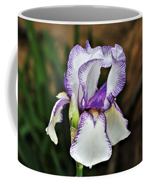 Nature Coffee Mug featuring the photograph Purple Striped White Iris by Sheila Brown