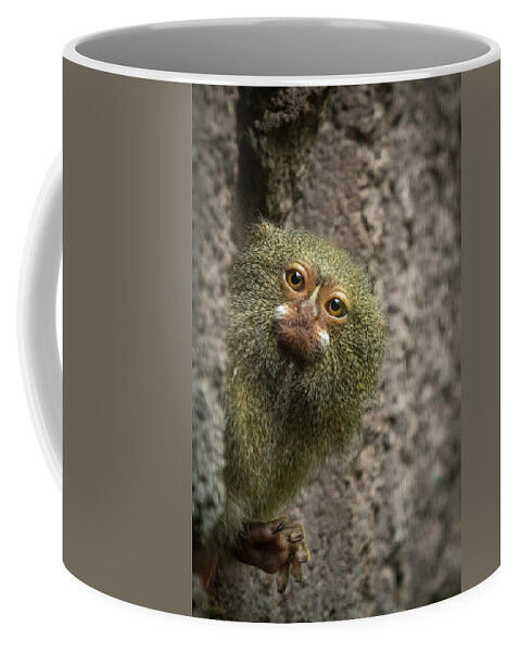 Pygmy Coffee Mug featuring the photograph Pygmy Marmoset Monkey by Nigel R Bell