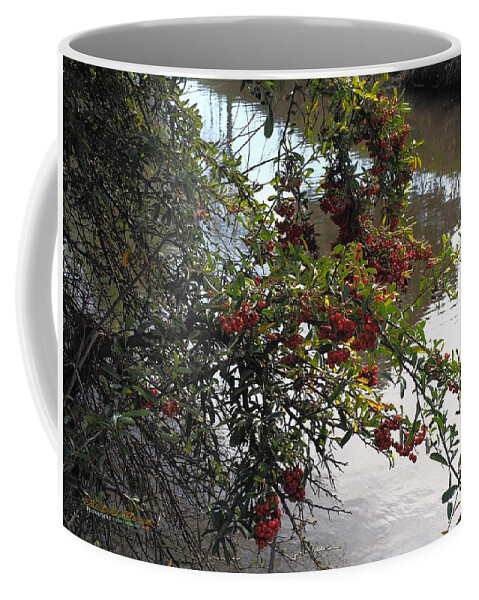 Botanical Coffee Mug featuring the photograph Pyracantha Creek by Richard Thomas