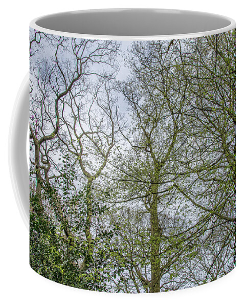 Queen's Wood Coffee Mug featuring the photograph Queen's Wood Trees Spring 1 by Edmund Peston