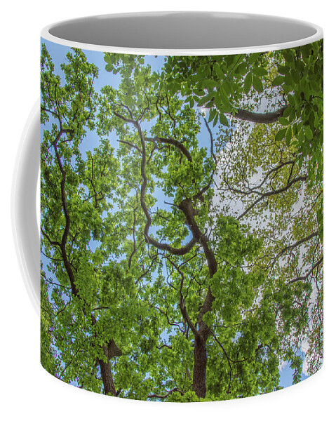 Queen's Wood Coffee Mug featuring the photograph Queen's Wood Trees Spring 4 by Edmund Peston