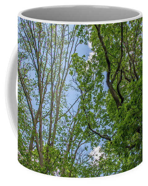 Queen's Wood Coffee Mug featuring the photograph Queen's Wood Trees Spring 6 by Edmund Peston
