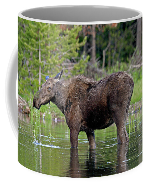 Moose Coffee Mug featuring the photograph Quiet Drink by Ronnie And Frances Howard