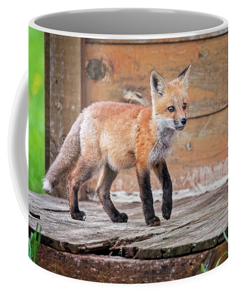Fox Coffee Mug featuring the photograph Quiet Walk by Peg Runyan