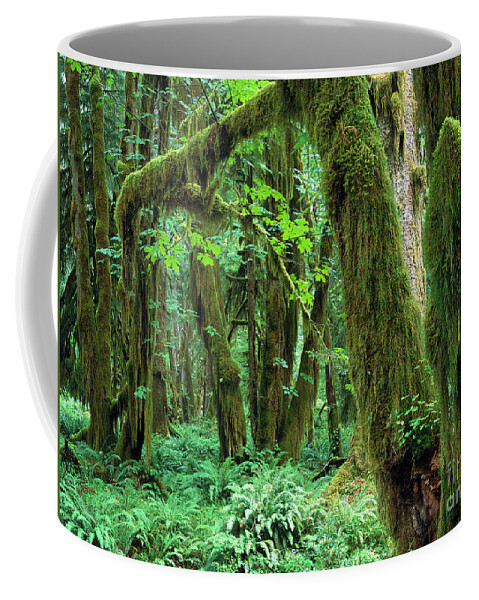 00173596 Coffee Mug featuring the photograph Quinault Rain Forest by Tim Fitzharris
