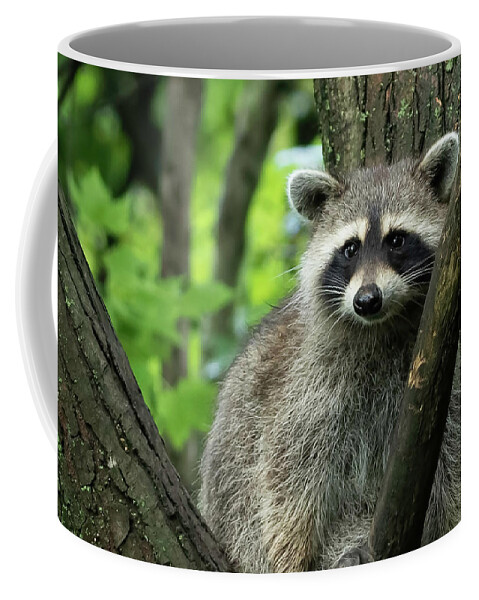 Raccoon Coffee Mug featuring the photograph Raccoon by Ron Grafe