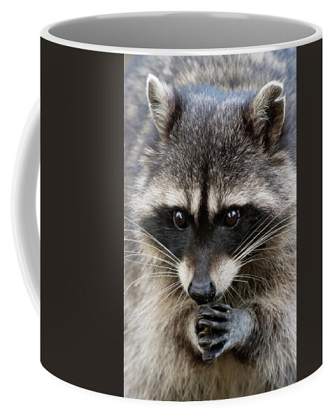 Racoon Coffee Mug featuring the photograph Racoon 'prayer' by Terry Dadswell