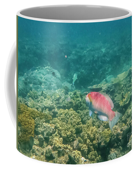 Great Barrier Reef Coffee Mug featuring the photograph Rainbow Parrotfish by Bob Phillips