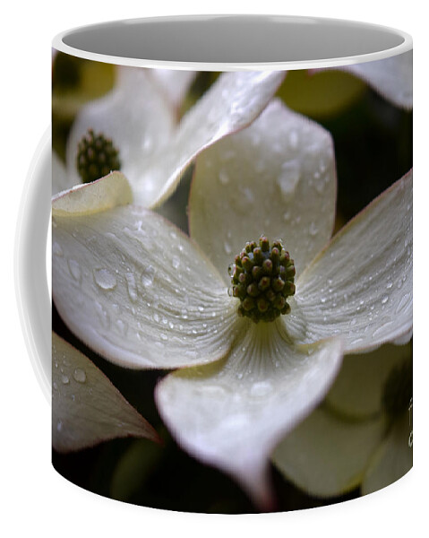 Kousa Dogwood Coffee Mug featuring the photograph Raindrops on White Kousa Dogwood by Debra Banks