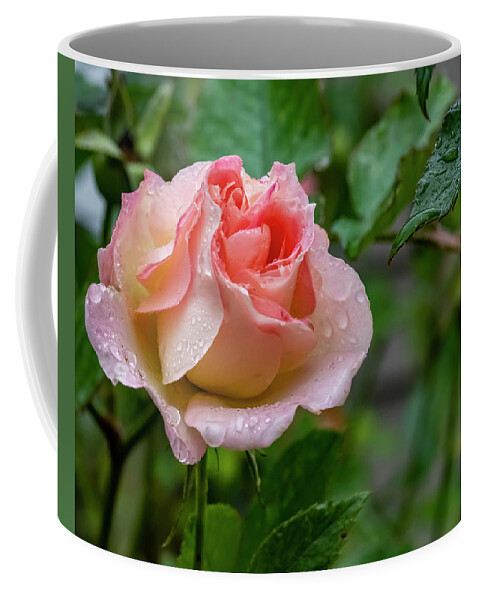 Rose Coffee Mug featuring the photograph Rainy Rose by Cathy Kovarik