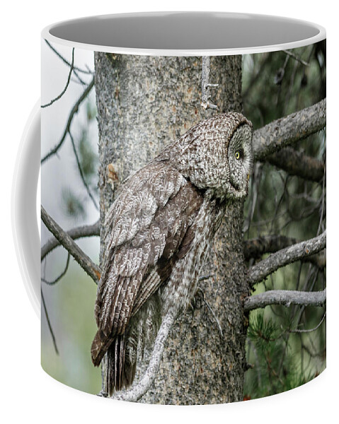 Owl Coffee Mug featuring the photograph Ready Position by Ronnie And Frances Howard