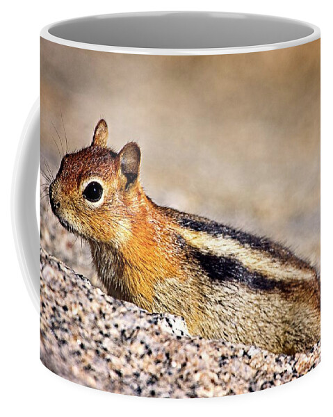 Chipmunk Coffee Mug featuring the photograph Ready To Run by David Desautel