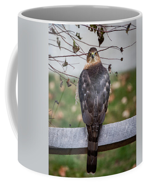 Coopers Hawk Coffee Mug featuring the photograph Rear View by Denise Kopko