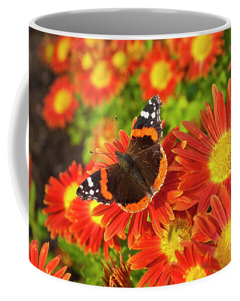 Red Admiral butterfly, Vanessa atalanta, on Chrysanthemum flowers Coffee Mug  by Neale And Judith Clark - Neale And Judith Clark - Artist Website