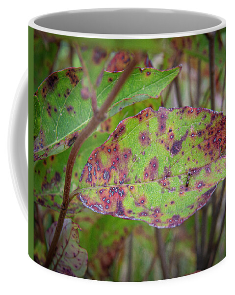 Red Green Leaf With An Ant Coffee Mug featuring the photograph Red and Green Leaf with an Ant on it by David Morehead