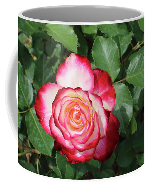 Rose Coffee Mug featuring the photograph Red and White Ombre Rose by Kenneth Pope