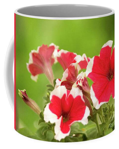 Color Coffee Mug featuring the photograph Red And White Petunias by Dorothy Lee