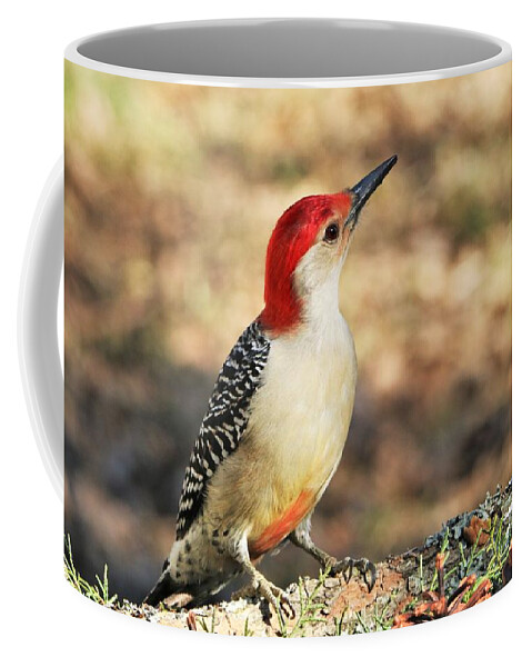 Nature Coffee Mug featuring the photograph Red-bellied Woodpecker Close-up by Sheila Brown