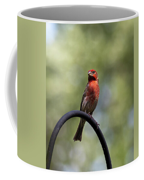 Bird Coffee Mug featuring the photograph Red Bird by David Beechum