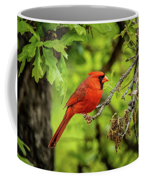 Animal Coffee Mug featuring the photograph Red Bird by Doug Long