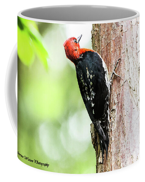 Woodpecker Coffee Mug featuring the photograph Red-breasted sapsucker by Tahmina Watson