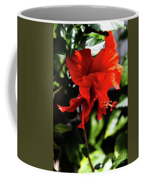 Florida Coffee Mug featuring the photograph Red Double Hibiscus Fruitland Park Florida by Philip And Robbie Bracco