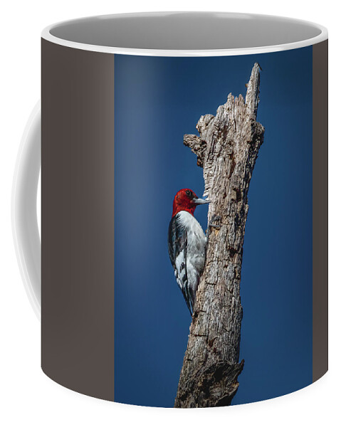 Animal Coffee Mug featuring the photograph Red Headed Woodpecker by Brian Shoemaker
