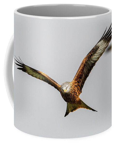 Red Kite Coffee Mug featuring the photograph Red kite eye contact by Mark Hunter