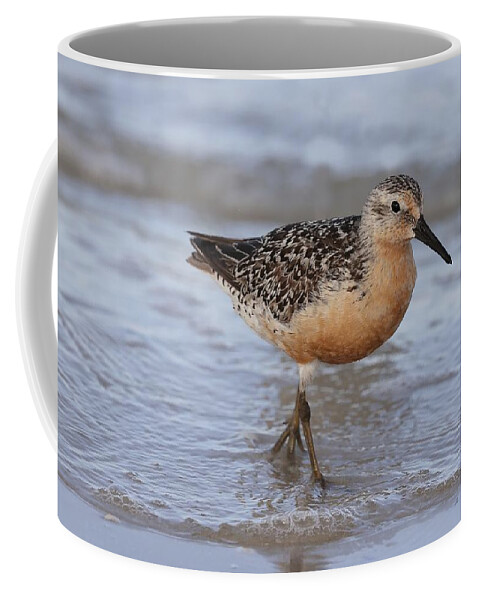 Red Knot Coffee Mug featuring the photograph Red Knot by Mingming Jiang