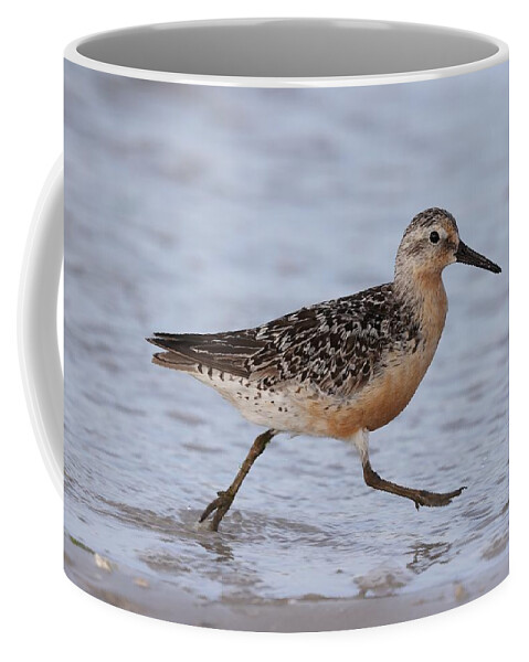 Red Knot Coffee Mug featuring the photograph Red Knot on the Run by Mingming Jiang