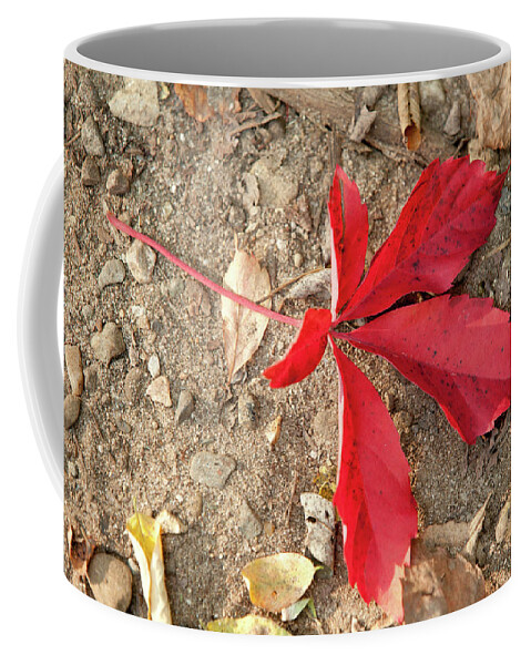 Fall Coffee Mug featuring the photograph Red Leaf by Rich S