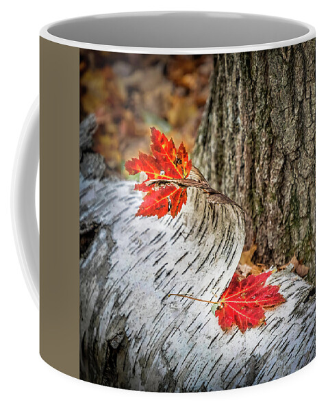 Leaves Coffee Mug featuring the photograph Red Leaves And White Bark by Elvira Peretsman
