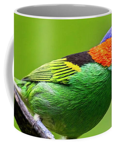 Red-necked Tanager Coffee Mug featuring the photograph Red-necked Tanager, Tangara cyanocephala by Tony Mills