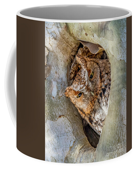 Red Phase Eastern Screech Owl Coffee Mug featuring the photograph Red phase Eastern Screech Owl by Sandra Rust