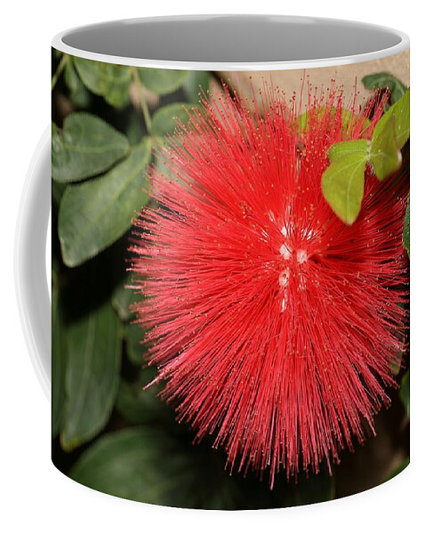Red Powder Puff Coffee Mug featuring the photograph Red Powder Puff Flower by Mingming Jiang
