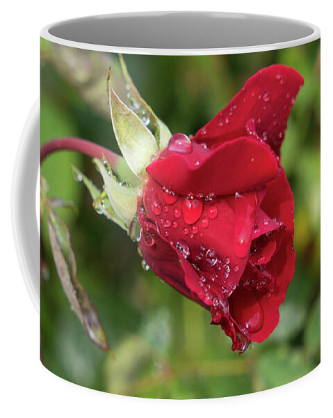 Rose Coffee Mug featuring the photograph Red rose bud with water pearls by Adriana Mueller