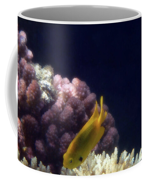 Fish Coffee Mug featuring the photograph Red Sea Sulphur Damselfish Closeup by Johanna Hurmerinta