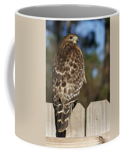  Coffee Mug featuring the photograph Red-Shouldered Hawk by Heather E Harman