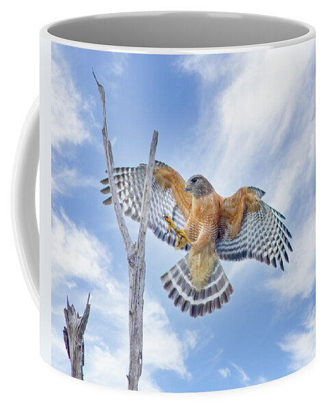 Red Shouldered Hawk Coffee Mug featuring the photograph Red Shouldered Hawk Landing by Mark Andrew Thomas